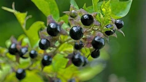 Edible Plants