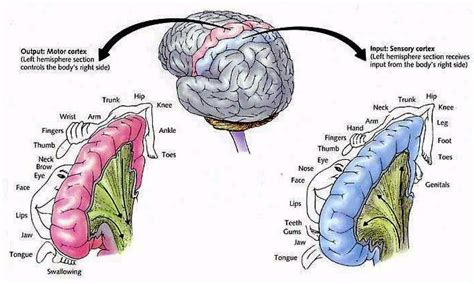 Head of Neuroscience: Motor Somatosensory Maps