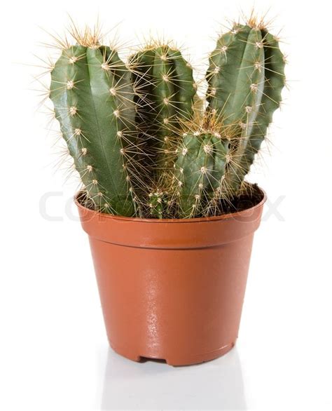 Cactus isolated on white background | Stock image | Colourbox