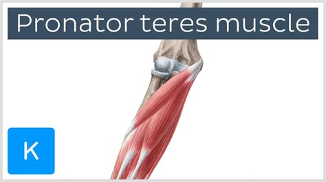 Pronator Teres Attachments Action Innervation