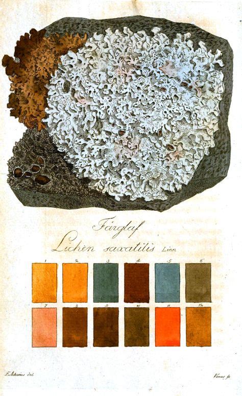 Lichen color chart | Natural Dyeing | Color, Botanical flowers, Botanical illustration