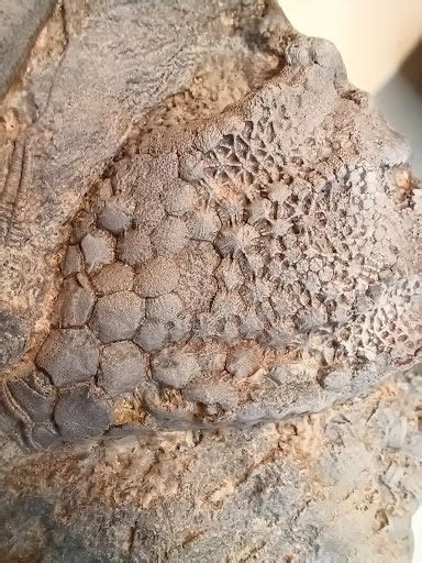 Small Crinoid Fossil – Texas Toy Distribution