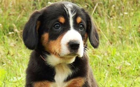 Entlebucher Mountain Dog Breed Information & Standard