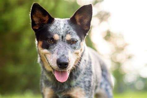 Blue Heeler | National Kennel Club