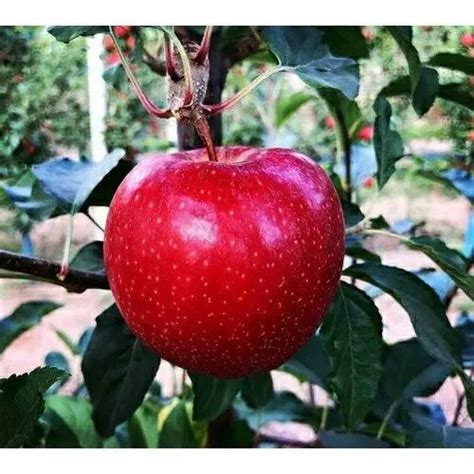 Kashmiri Apple - Wholesale Price for Kashmiri Apple in India