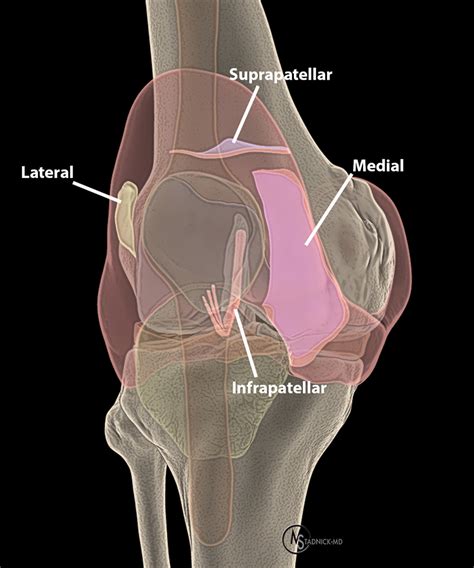 Synovial Plicae of the Knee | Radsource