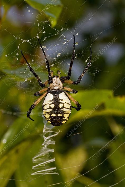 Black and Yellow Argiope - Stock Image - C009/2781 - Science Photo Library