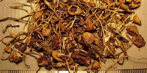 Psilocybin Study Shows Beneficial Effects of Microdosing Magic ...