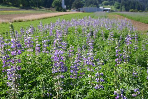 Silver Falls Seed Company - Lupine - Riverbank