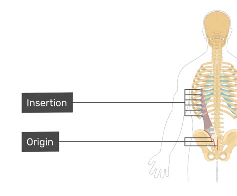 Iliocostalis lumborum muscle: origin, insertion and action | GetBodySmart