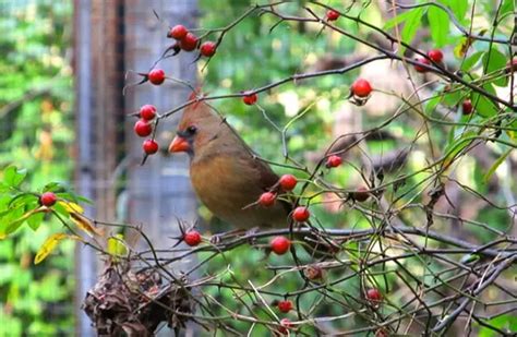 Northern Cardinal - Description, Habitat, Image, Diet, and Interesting ...