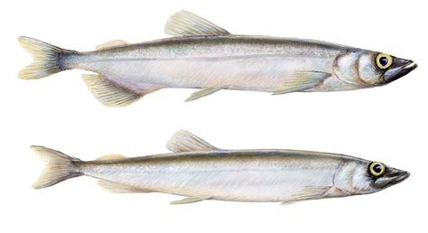 Capelin ( mallotus villosus) - Marz Seafood