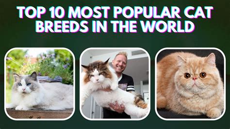 Top 10 Most Popular Cat Breeds in the World