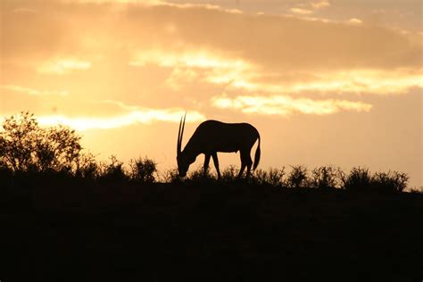 5 tips for a night safari | Discover Africa Safaris