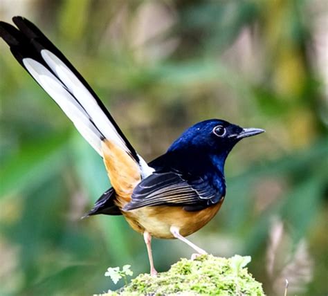 Burung Murai Batu: Ciri Ciri, Jenis dan Perawatannya Beserta Video Murai Medan Gacor - HoBinatang