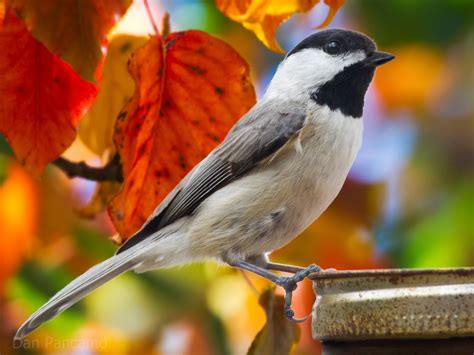 World Beautiful Birds : Carolina Chickadee | Birds Facts & Latest Pictures