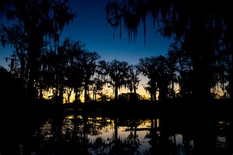 Swamp Night Pictures | Download Free Images on Unsplash