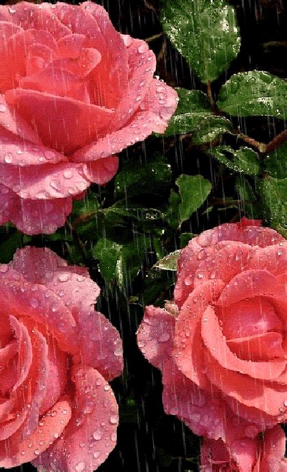 Gifs De Rosas En Movimiento Con Lluvia