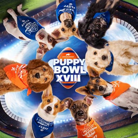 Puppy Bowl 2022 | Discovery