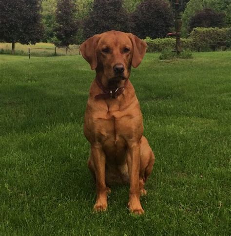 Labrador Retriever Breed Characteristics and Behavior | Derby Labradors