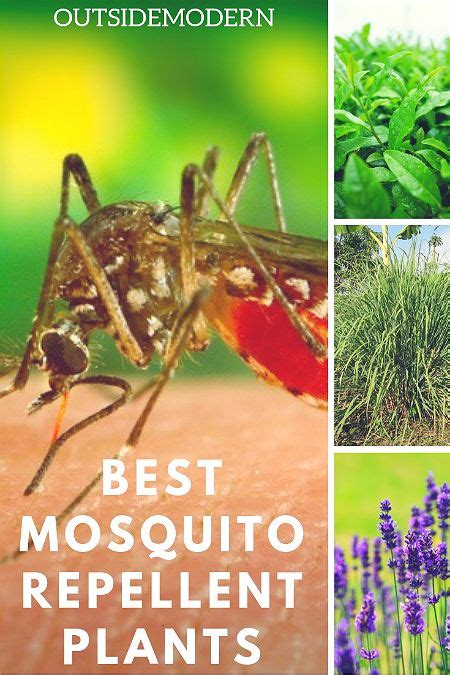 Safe and Beautiful: the Best Mosquito Repellent Plants | OutsideModern