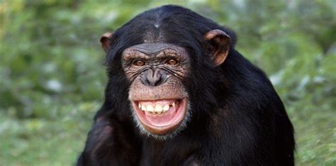 Top Five Chimpanzee Facts | The Fact Site