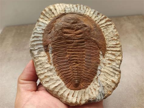 Giant Moroccan Trilobite Fossil in a Matrix TRILOBITE FOSSIL - Etsy