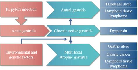 Frontiers | Current and future perspectives for Helicobacter pylori treatment and management ...