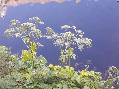 Giant Hogweed - Japanese Knotweed Expert - Japanese Knotweed Removal ...