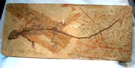 Cretaceous Aquatic Reptile Fossil Choristodera