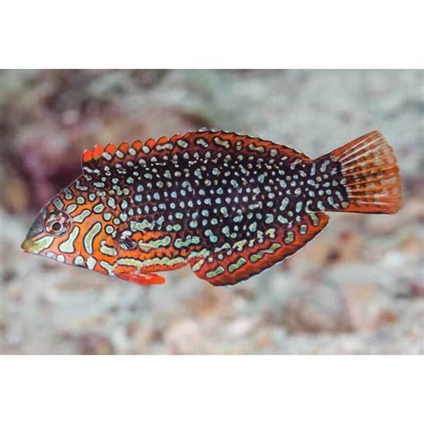 Leopard Wrasse Ornate | Quarantined Fish