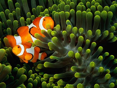 Running Free | Nat Geo Photo of the Day | Coral reef photography, Clown fish, Underwater life