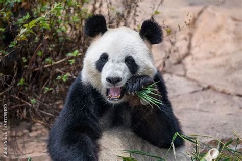 Cute panda eating bamboo leaves Stock Photo | Adobe Stock