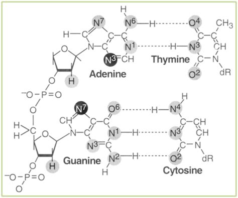 13.2: DNA Damage and Mutagenesis 1: Substitution, Spontaneous ...