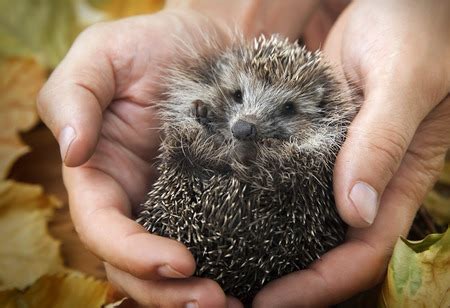 Hedgehog Ailments Pet Owners Should Know About - Manuka Honey USA