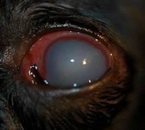 Glaucoma In Dogs – Animal Eye Clinic