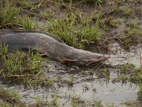 [Ficha] Clarias batrachus