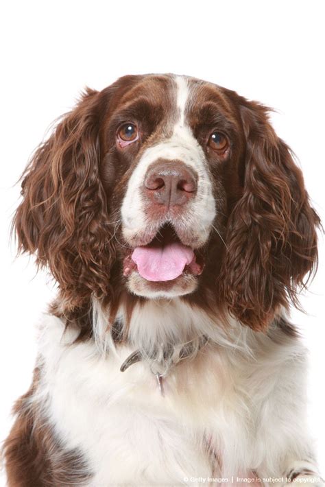 English Springer Spaniel (Canis lupus familiaris) AH, I HAD ONE THAT LOOKED LIKE THIS - DROOPY ...