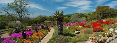 Discover the Hidden Gem Gardens of Cape Town! October 2024 - Aswica.Co.Za