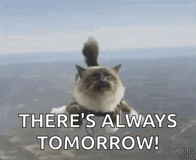 Cat Skydive GIF - Cat Skydive Silly - Discover & Share GIFs