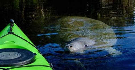 Manatee Encounter - Adventures in Florida