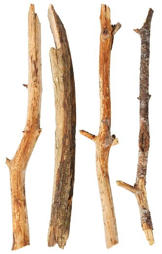 Tree Sticks Stock Photo - Download Image Now - iStock