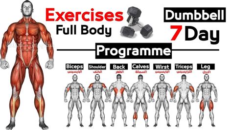 Good Bicep And Tricep Workouts With Dumbbells - Infoupdate.org