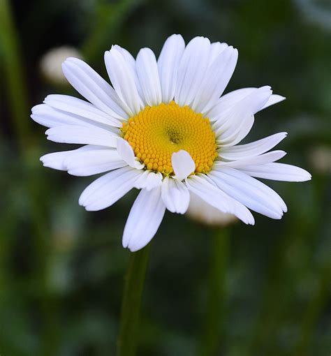 Pin on Lawn and Landscaping