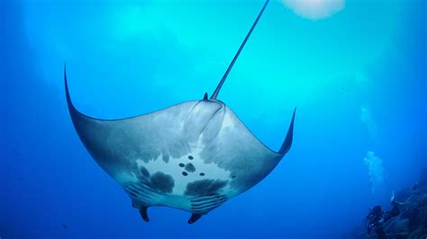 In a First, Scientists Discover Oceanic Manta Ray Nursery | NOVA | PBS