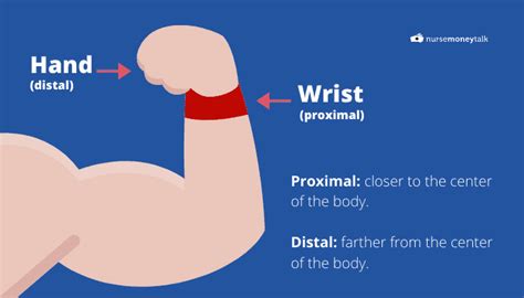 Proximal Example Anatomy