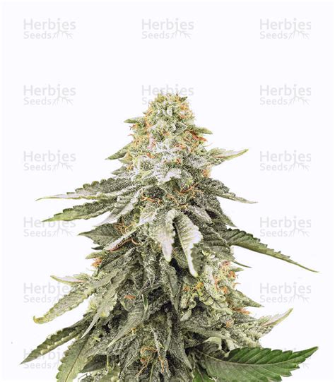 Girl Scout Cookies regular Strain - SeedFare Find the Perfect Seed at ...