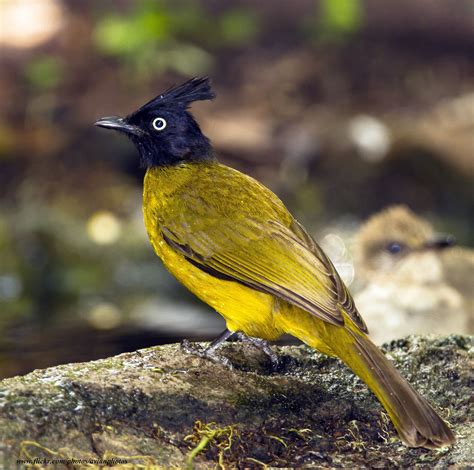 Black-crested Bulbul ( Pycnonotus melanicterus ) | Bulbul, Beautiful birds, Pet birds