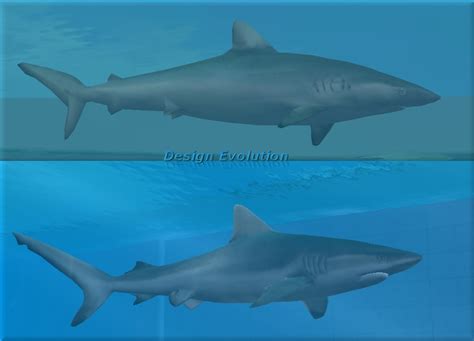 Shark Design Evolution by Trygon24 on DeviantArt