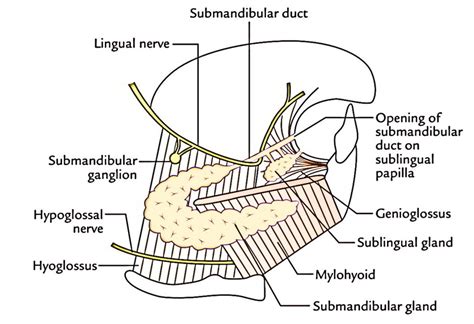 Submandibular Gland, Submandibular Ganglion (Langley’s Ganglion) and ...